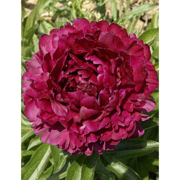 Пион Филипп Ривуар 2/3 n 1 шт 