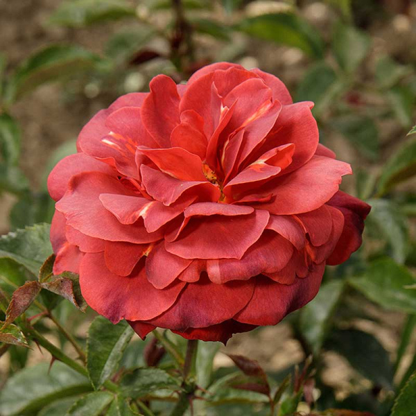 Роза флорибунда Хот шоколад Садовита