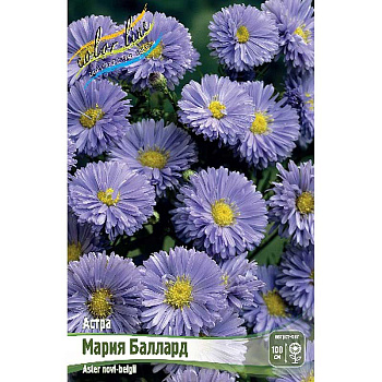 9964 Биг-Пак Астра Мария Баллард I 25 шт