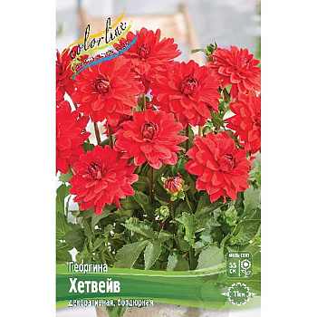 Георгина Хетвейв I 15 шт Шоу-Бокс 9023