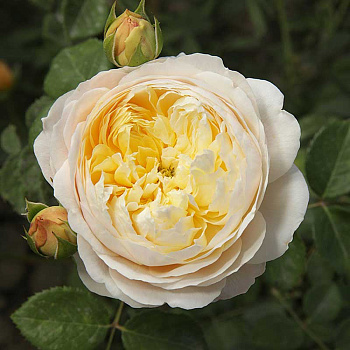 Роза плетистая Клэр Остин Садовита