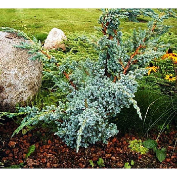 Можжевельник Чешуйчатый Мейери P9