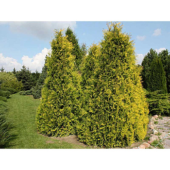 Туя Thuja Occidentalis Sunkist P9 ,шт Садовита 9373