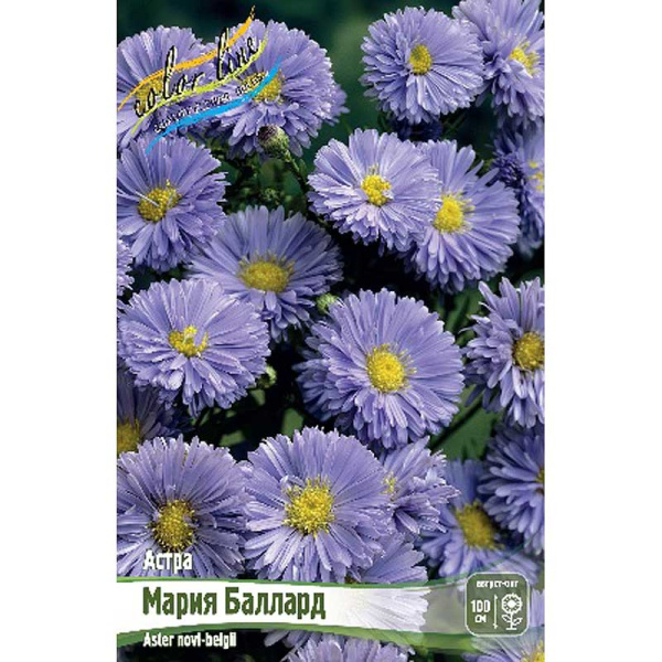 9964 Биг-Пак Астра Мария Баллард I 25 шт