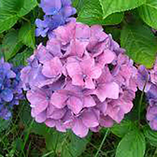 Гортензия крупнолистная Букет Роуз Р9 шт Садовита