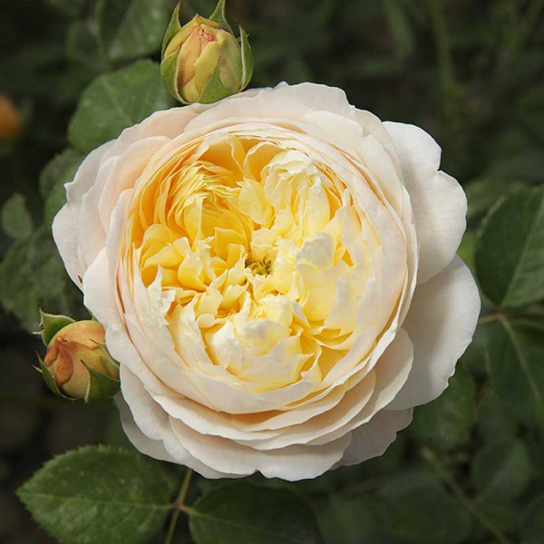 Роза плетистая Клэр Остин Садовита