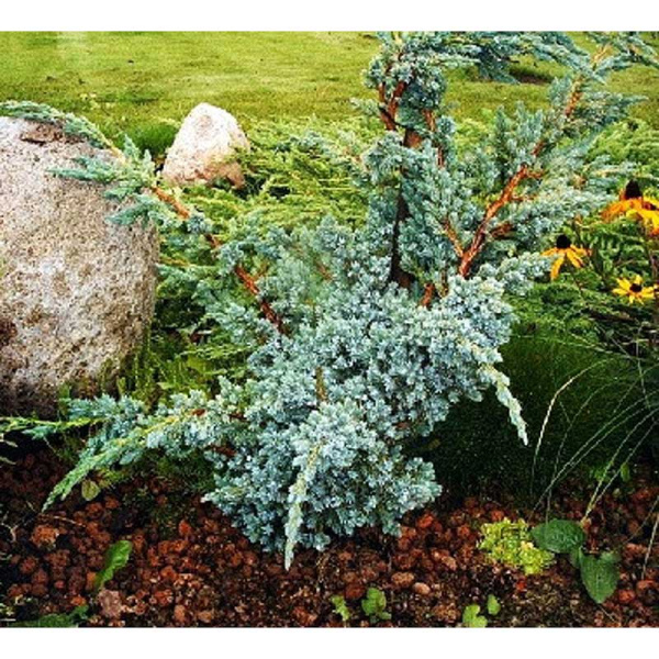 Можжевельник Чешуйчатый Мейери P9