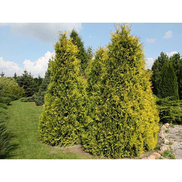 Туя Thuja Occidentalis Sunkist P9 ,шт Садовита 9373