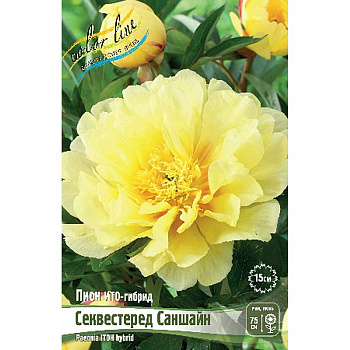 Пион Ито Секвестеред Саншайн 2/3 n 1 шт 