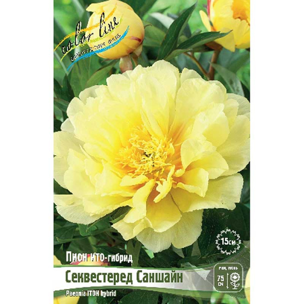 Пион Ито Секвестеред Саншайн 2/3 n 1 шт 