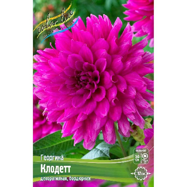 Георгина Клодетт I 1 шт 