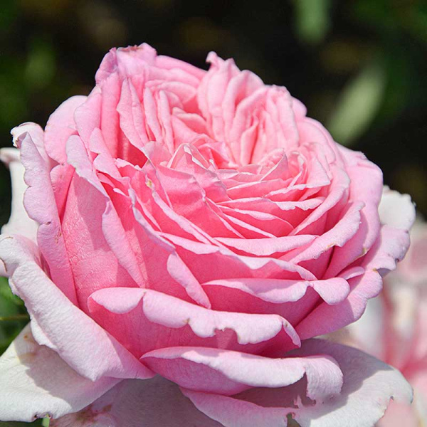 Роза плетистая Бьенвеню Садовита