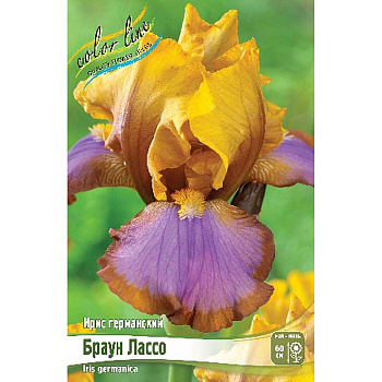 Ирис Германский Браун Лассо I 25 шт Биг-пак 4748