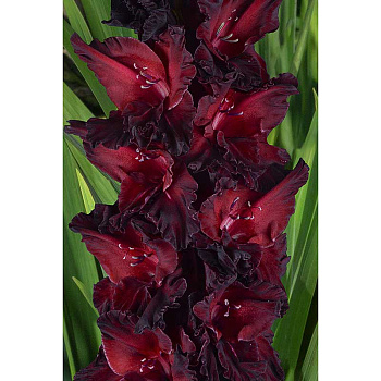 Гладиолус Ром И Кола 8/10 15 шт, Садовита 