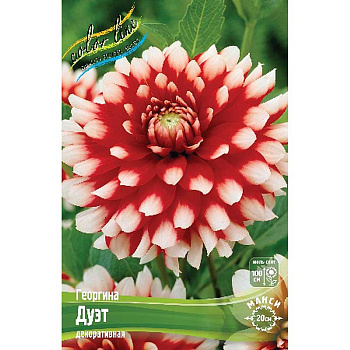 Георгина Дуэт I 1 шт 