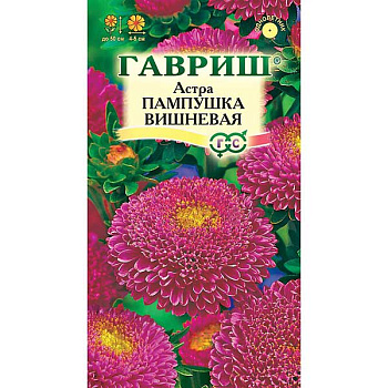 Астра Пампушка Вишневая Гавриш Ц 