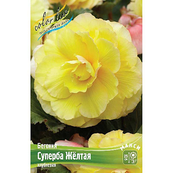 Бегония Суперба Желтая 4/5 50 шт Шоу-бокс 8843