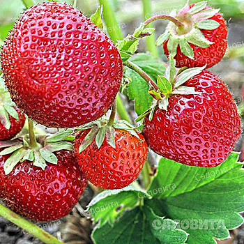 Земляника садовая Зенга Зенгана (цена за 40 шт) ОСП