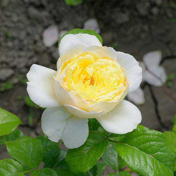 Роза Плетистая Уайт Даймонд Садовита