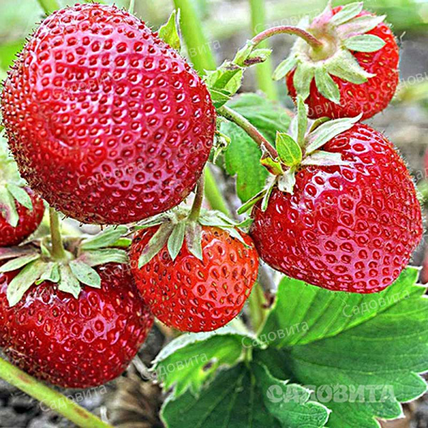 Земляника садовая Зенга Зенгана (цена за 40 шт) ОСП