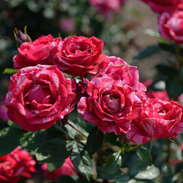 Роза флорибунда Анри МатиссСадовита