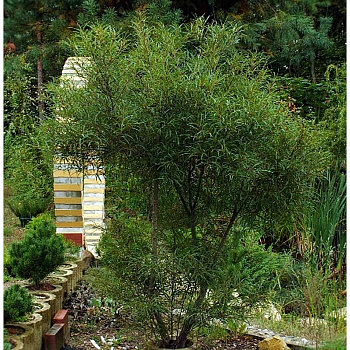 Крушина Ольховидная Аспленифолия P9