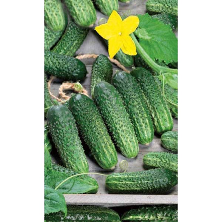 Огурец Пасамонте Каприс