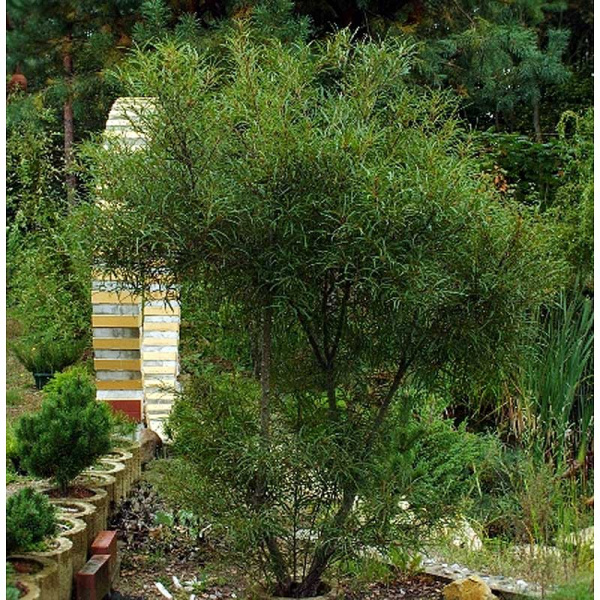 Крушина Ольховидная Аспленифолия P9