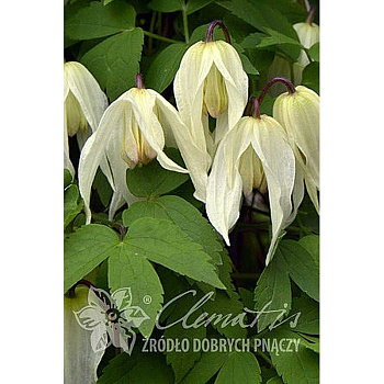 Клематис Лемон Бьюти C2