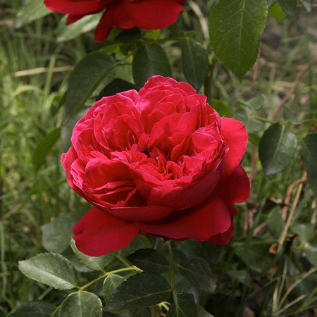 Роза шраб Эрик Таберли Садовита