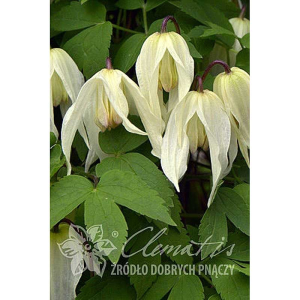 Клематис Лемон Бьюти C2