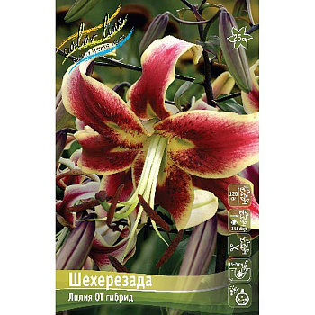 Лилия Шехерезада 12/14 5 шт