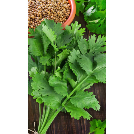 Кориандр Алексеевский-190 2гр Садовита Ц