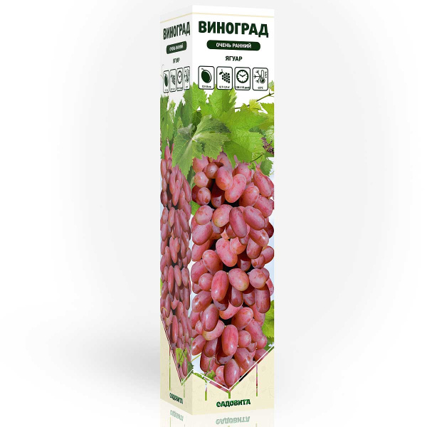 Виноград Ягуар очень ранний Садовита