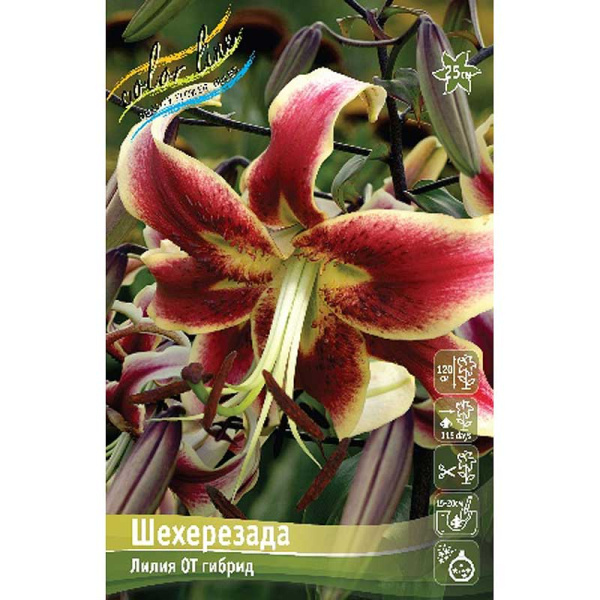 Лилия Шехерезада 12/14 5 шт