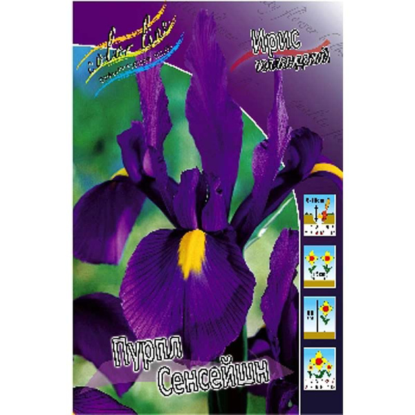 Ирис Голл. Пурпл Сенсейшн 8/+ 150 шт Шоу-Бокс 16595