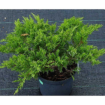 Можжевельник Казацкий Рокери Джем P9