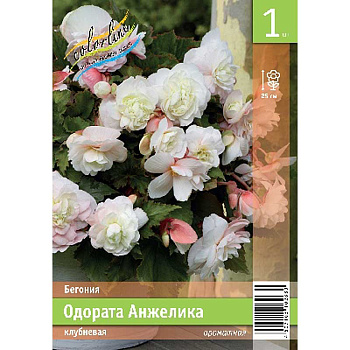 Бегония Одората Анжелика 5/6 1 Эконом шт 