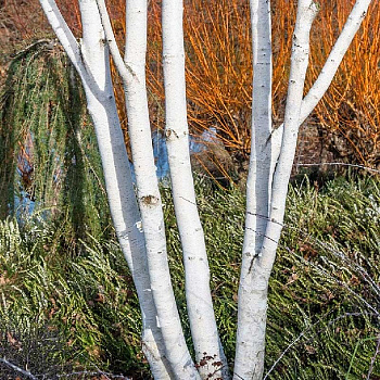 4408 Берёза Полезная Жакмана P14 ,шт