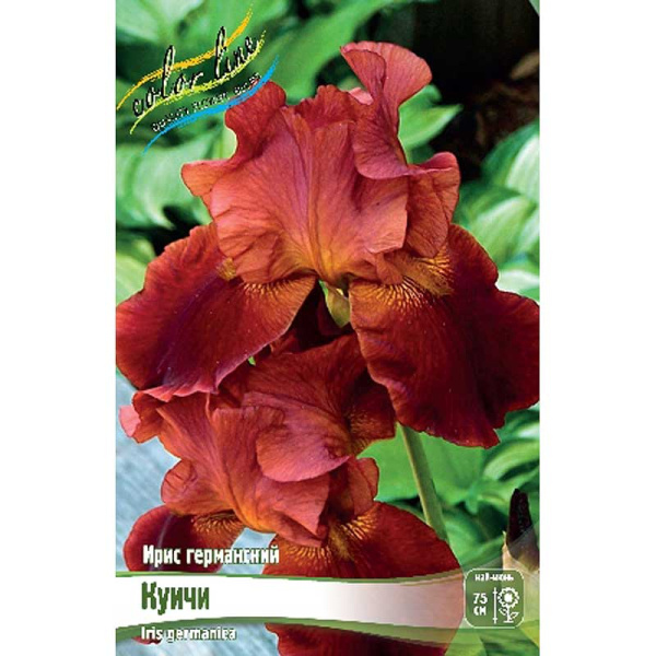 Ирис Германский Куичи I 25 шт Биг-пак 4506