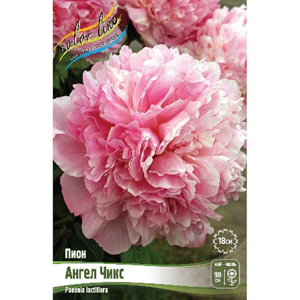 Пион Ангел Чикс 2/3 n 15 шт Биг-Пак 7964 