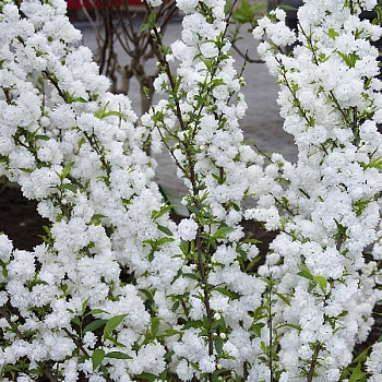 Спирея Ниппонская Сноумаунд P9