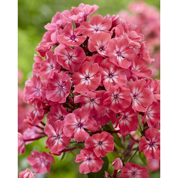 Флокс Розовые Губы I 1 шт 