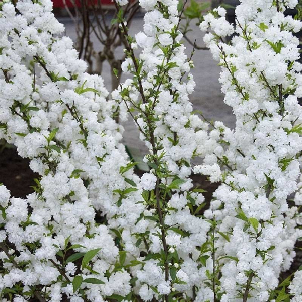 Спирея Ниппонская Сноумаунд P9