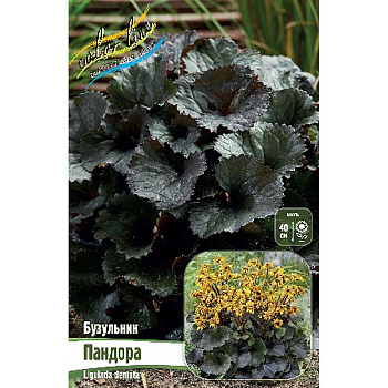 Бузульник Пандора I 1 шт