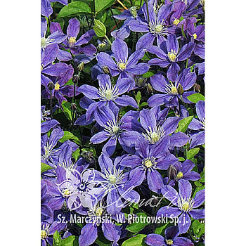 Клематис Арабелла P9 шт