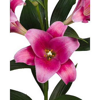 Лилия Селвино 12/14 2 Эконом шт 