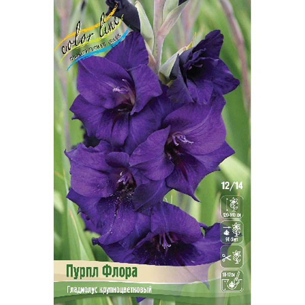 Гладиолус Пурпл Флора 12/14 100 шт Шоу-бокс 7748
