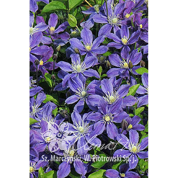 Клематис Арабелла P9 шт
