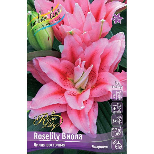 16212 Биг-Пак Лилия Roselily Виола 16/18 25 шт